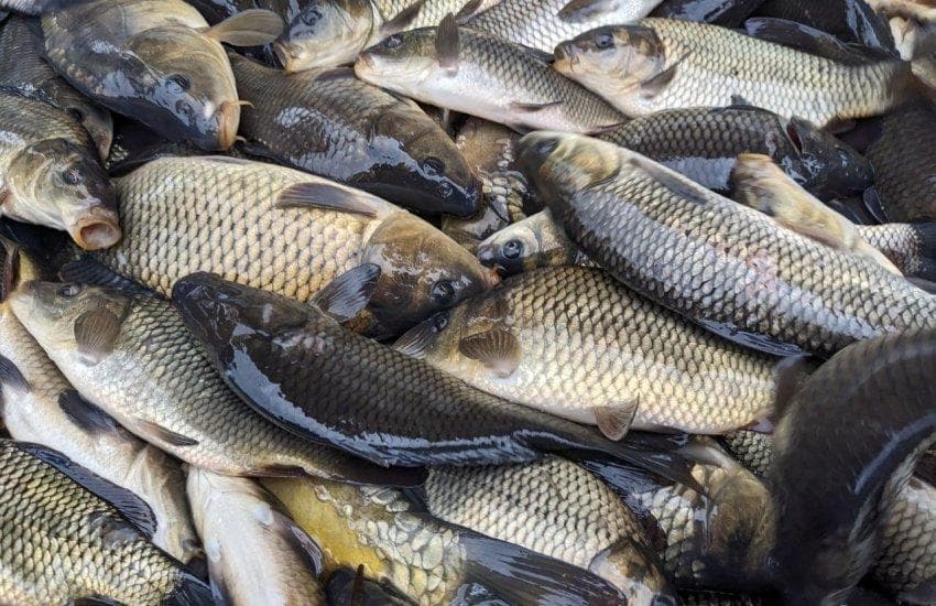 «Знайшов сітки»: на Полтавщині викрили браконьєра з виловом на понад 830 тисяч гривень