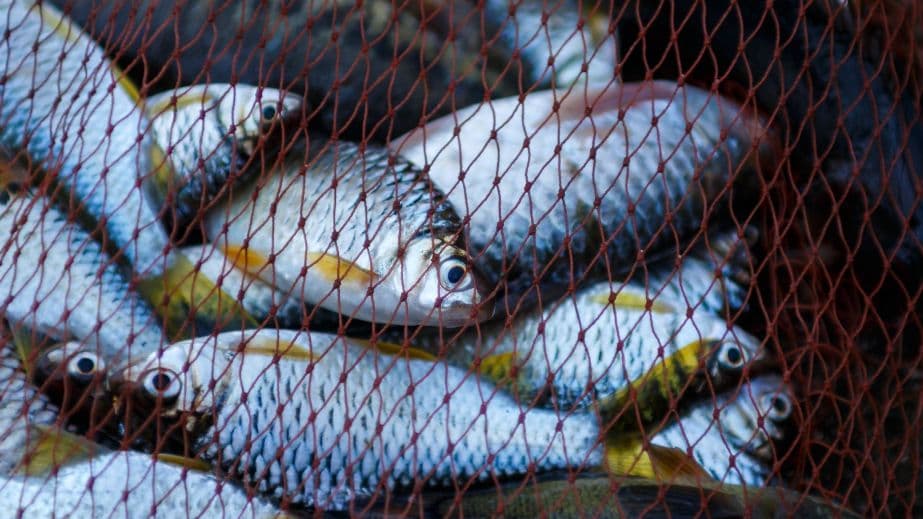 На Полтавщині витратять вісімсот тисяч гривень на зариблення річок