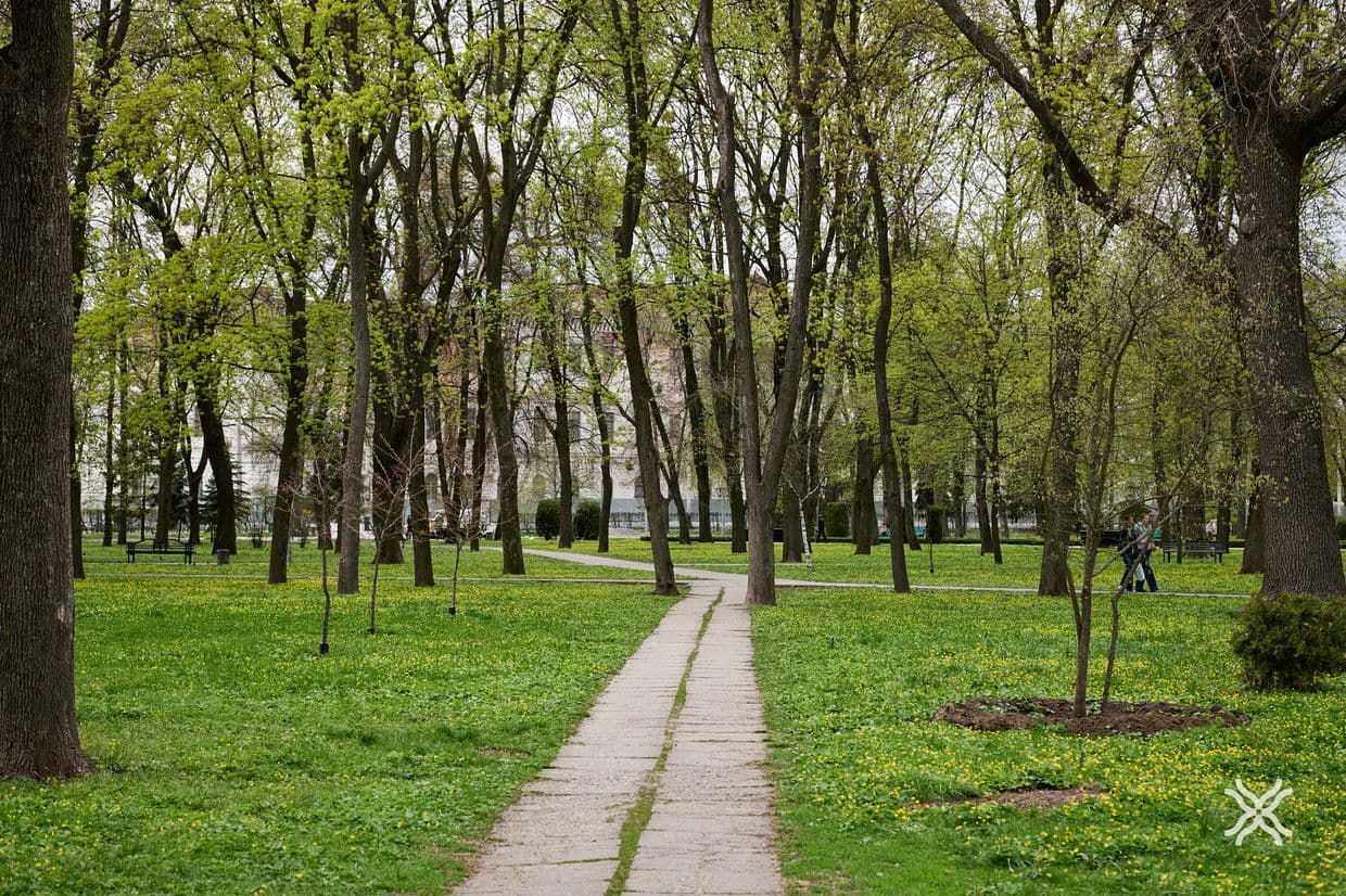 Дерева у Полтаві, кронування, догляд за деревами, Полтавська хвиля новини