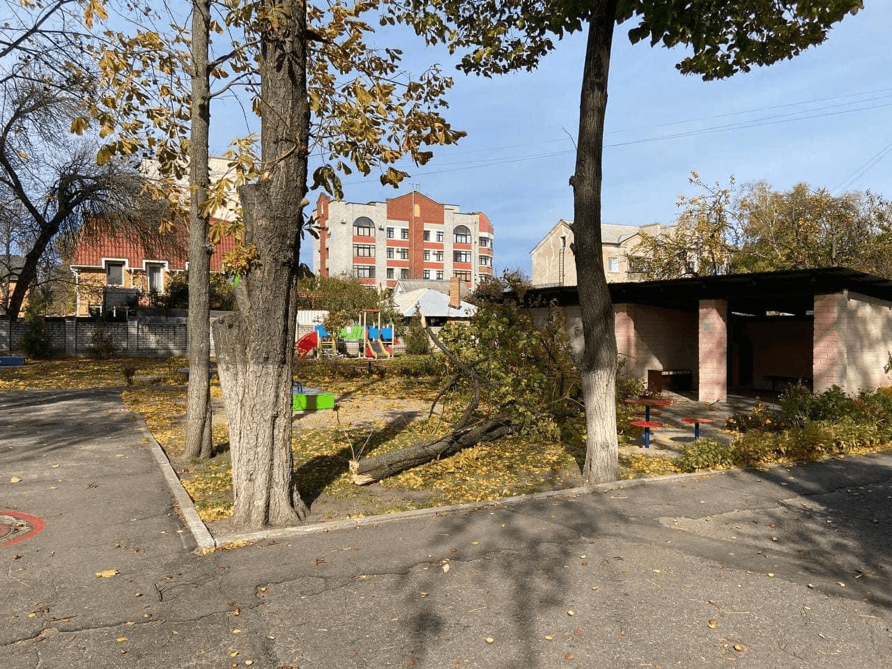 Дерева у Полтаві, кронування, догляд за деревами, Полтавська хвиля новини