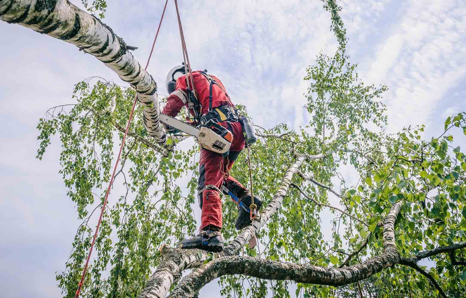 До кінця року у Полтаві планують зрубати майже півтори тисячі аварійних дерев