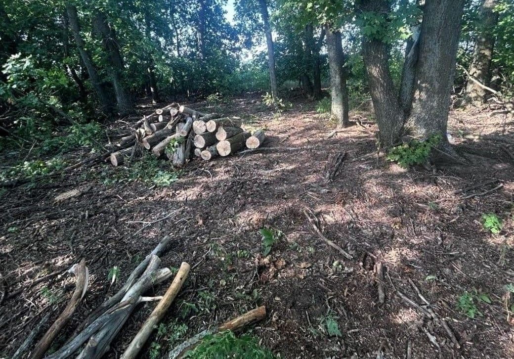 На Полтавщині судитимуть браконьєрів за вирубку дерев на 3,6 мільйона гривень