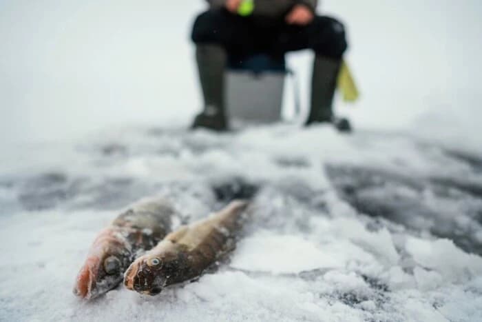 На Полтавщині за тиждень виявили у чотири рази більше браконьєрів