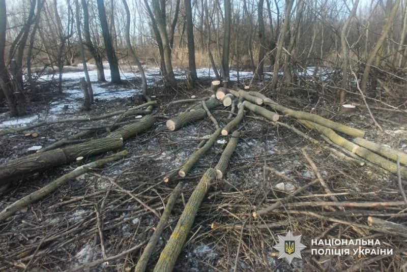 У заказнику на Полтавщині викрили незаконну вирубку дерев