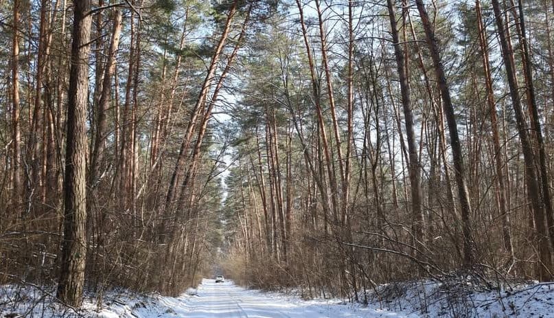 На Полтавщині лісівникам передали сотні гектарів землі
