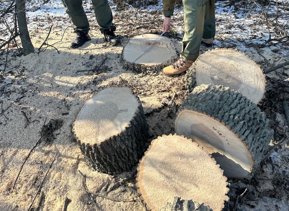 На Полтавщині незаконно зрубали дерев на 800 тисяч гривень
