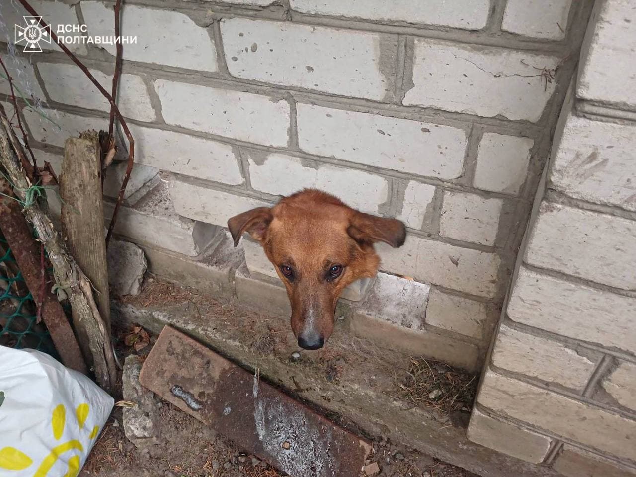 Фото: ДСНС Полтавщини