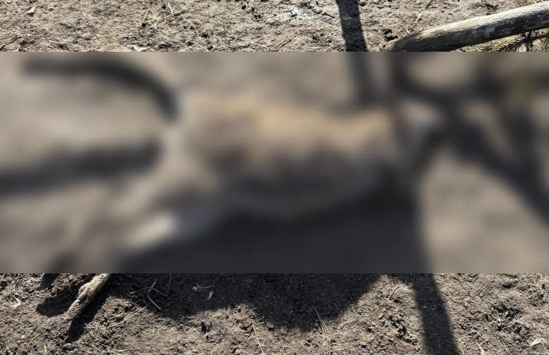 Чупакабра чи дикі собаки: хто вбив кенгуру та оленят на Полтавщині