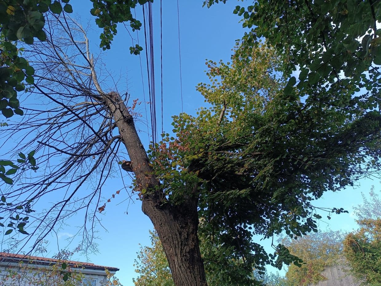 Дерева у Полтаві, кронування, догляд за деревами, Полтавська хвиля новини