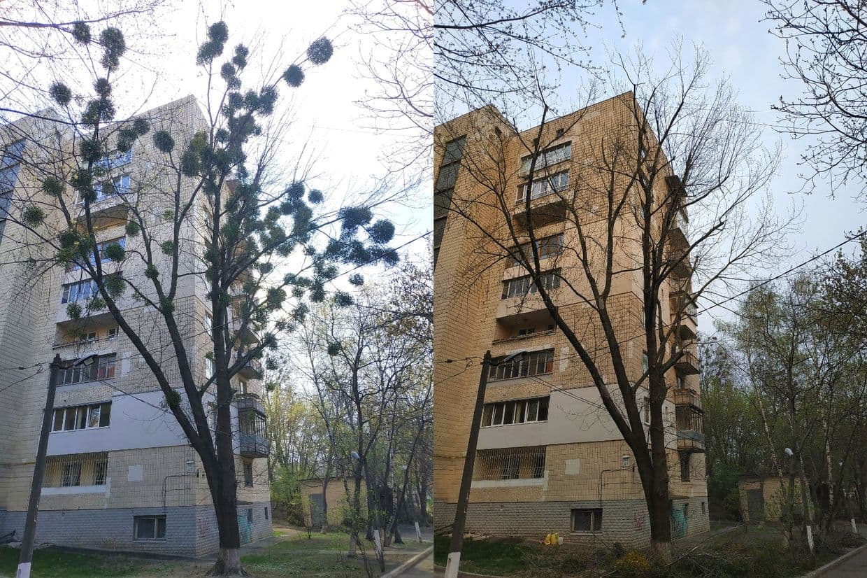 Дерева у Полтаві, кронування, догляд за деревами, Полтавська хвиля новини