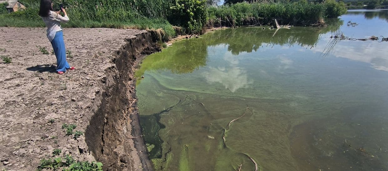 Берез Кременчуцького водосховища