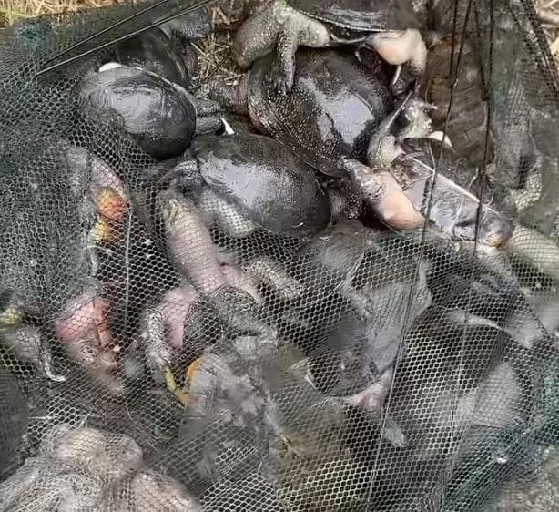 Фото: Черепахи. Джерело: Артур Шабліян.