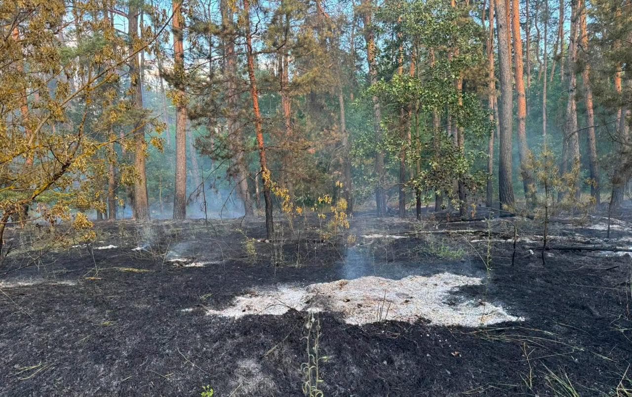 Фото: Слобожанський лісовий офіс.