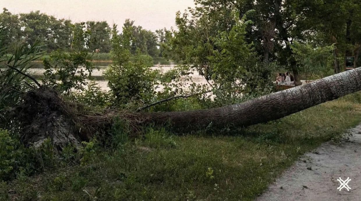 Дерево. Фото: Полтавська хвиля