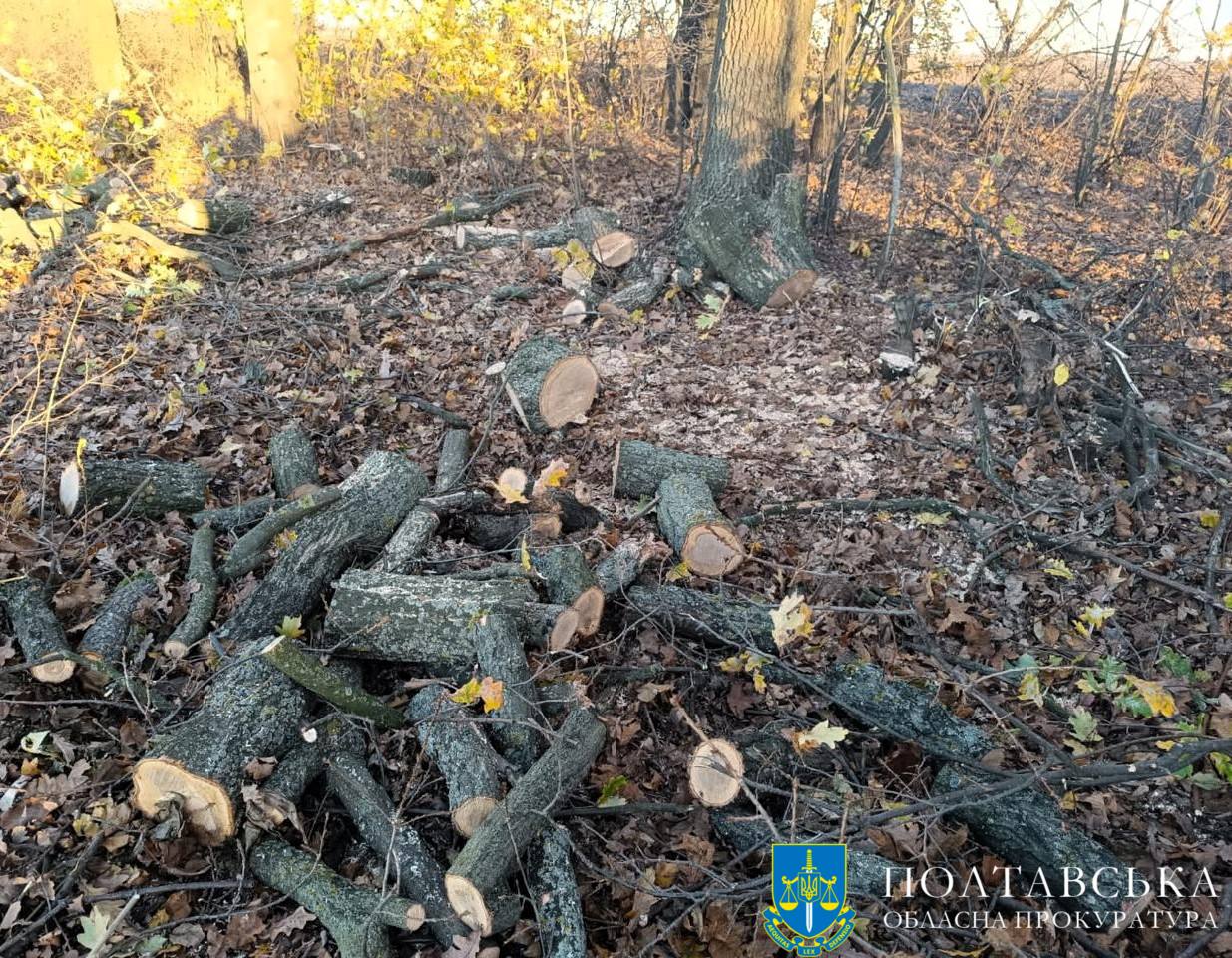 Підприємець з Полтавщини незаконно напиляв дерев на три мільйони гривень